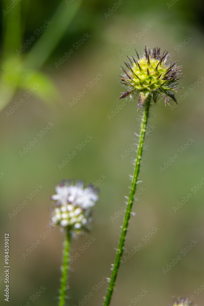 Dipsacus pilosus, Small Teasel. Wild plant shot in summer Dipsacus pilosus, Small Teasel. Wild plant shot in summer