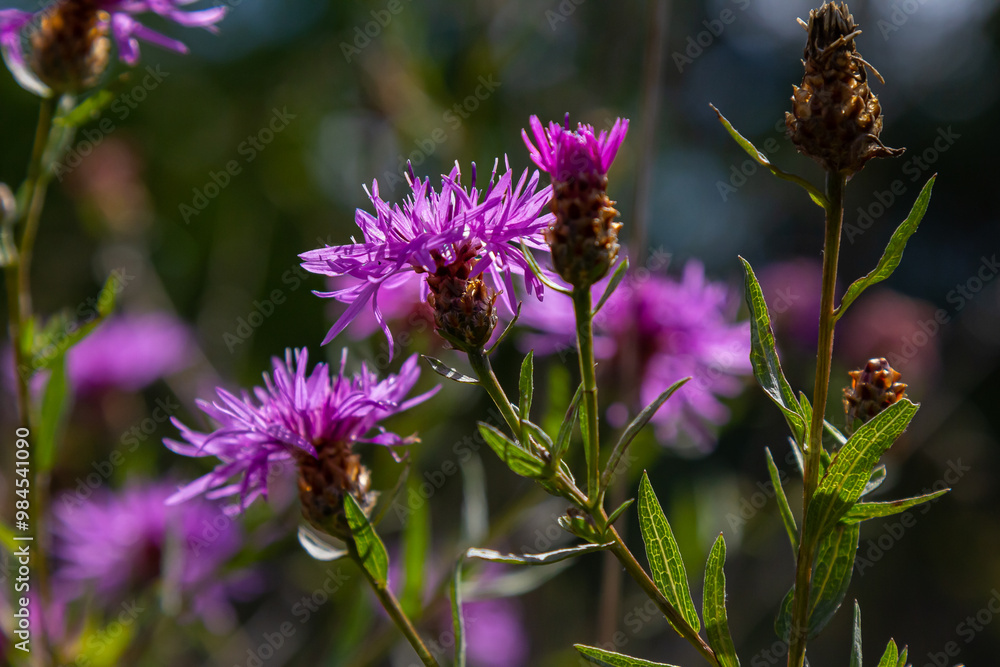Blooming meadow knapweed, Centaurea jacea, on the meadow Blooming meadow knapweed, Centaurea jacea, on the meadow