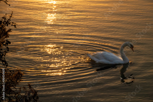 Fototapeta Naklejka Na Ścianę i Meble -  swan on the lake at sunset