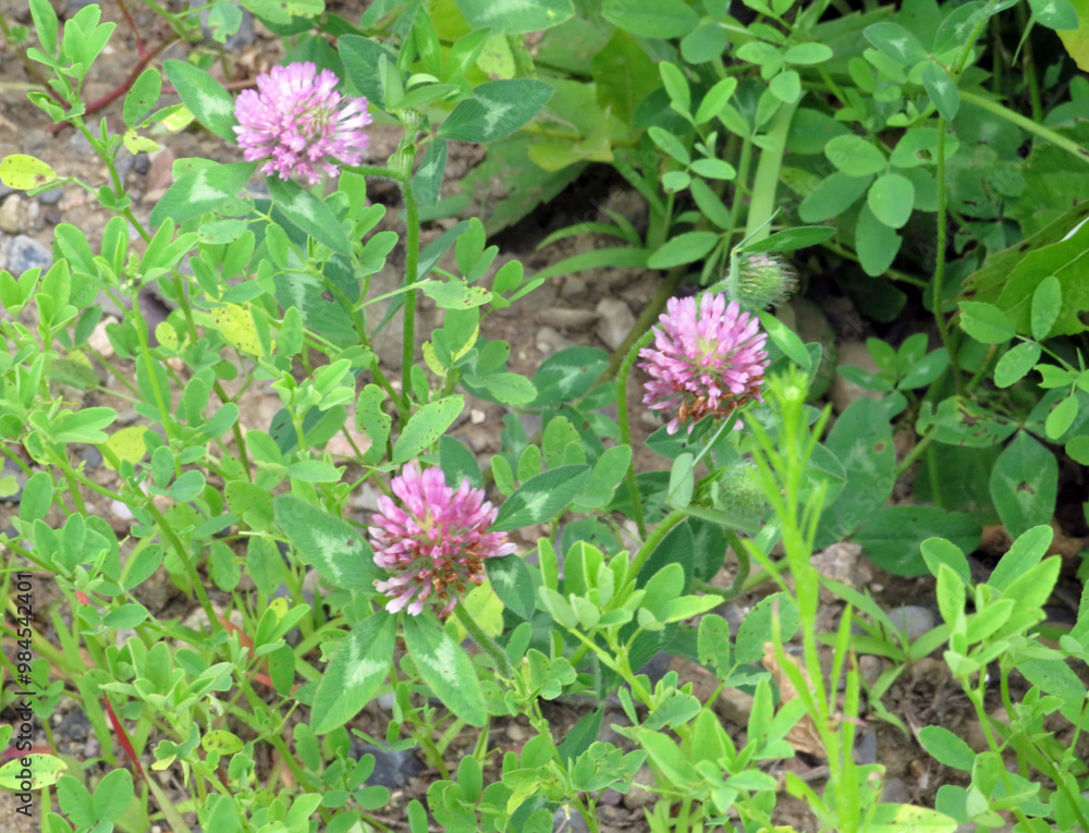 Clover Clover