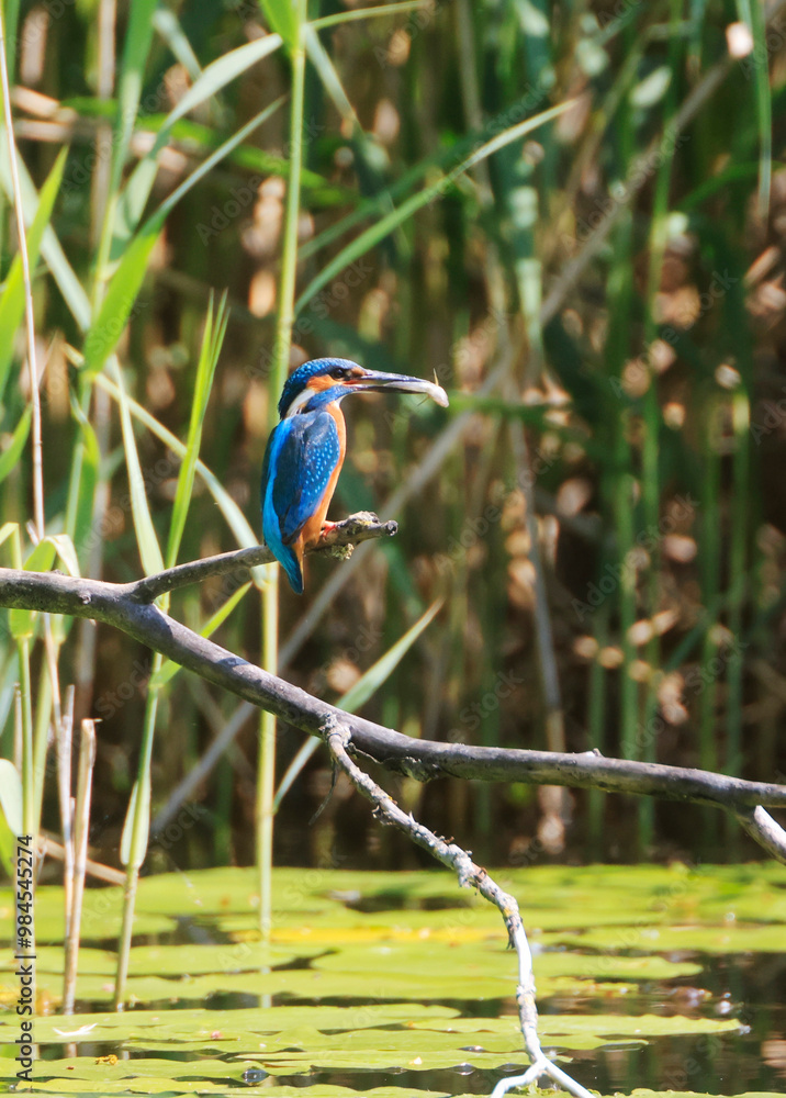A Common Kingfisher (alcedo atthis) in the Reed - Heilbronn, Germany A Common Kingfisher (alcedo atthis) in the Reed - Heilbronn, Germany