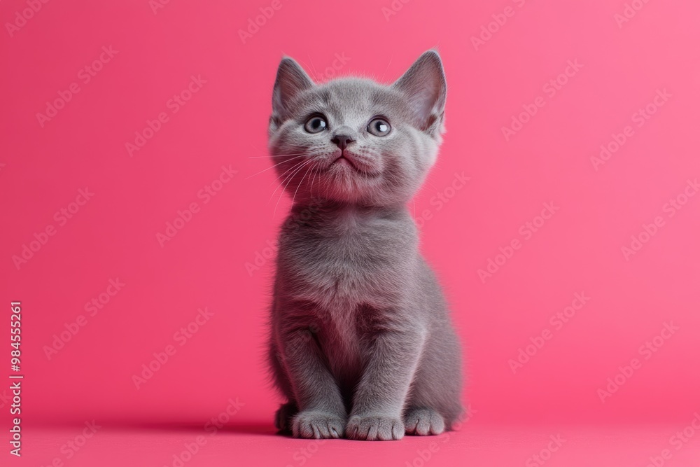 Russian Blue kitten sitting sideways  looking at camera on pink background