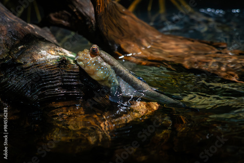 Atlantic Mudskipper - Periophthalmus barbarus, unique beautiful mudskipper native to fresh, marine, and brackish waters of the tropical Atlantic coasts of Africa. photo