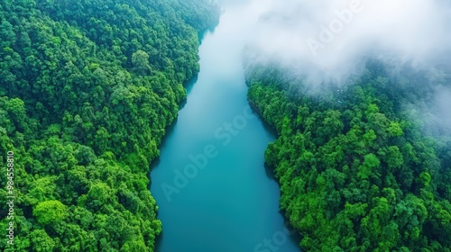 A lush green forest with a river running through it