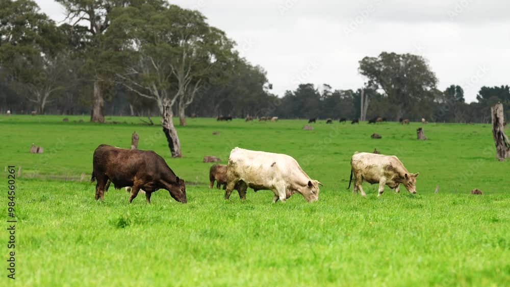beautiful cattle in Australia eating grass, grazing on pasture. Herd of cows free range beef being regenerative raised on an agricultural farm. Sustainable farming beautiful cattle in Australia eating grass, grazing on pasture. Herd of cows free range beef being regenerative raised on an agricultural farm. Sustainable farming
