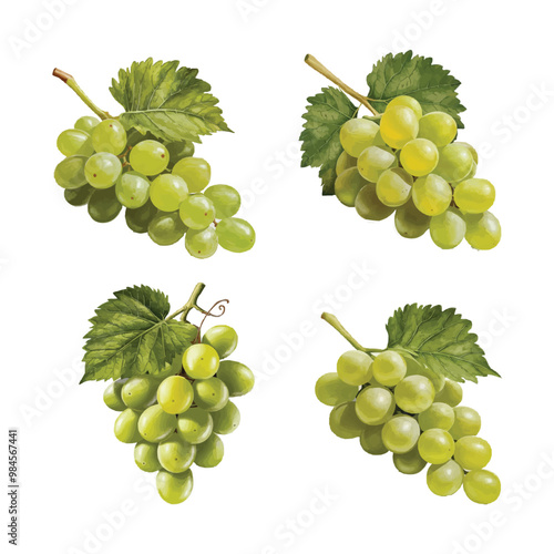 Create a detailed vector illustration of a bunch of green grapes with an attached green leaf 