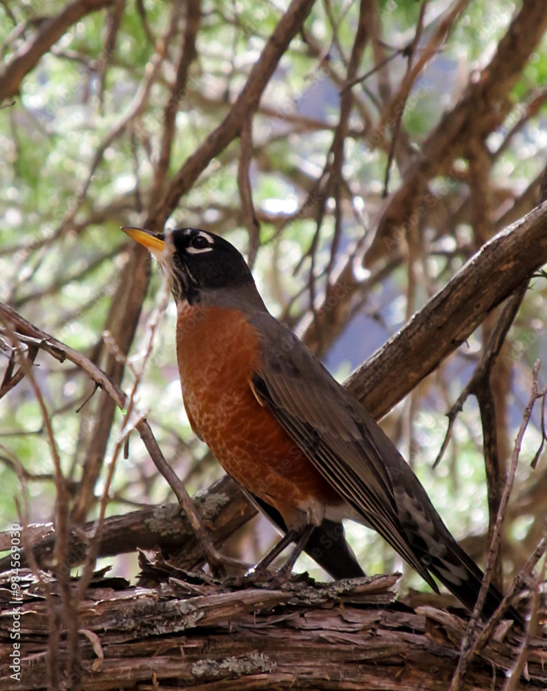 An American Robin (Turdus migratorius) Perched among the branches of a tree in Zion National Park, Utah, USA An American Robin (Turdus migratorius) Perched among the branches of a tree in Zion National Park, Utah, USA