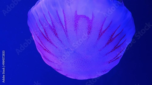 Medusa swims underwater. Beautiful jellyfish swim in water under different colors of lighting photo