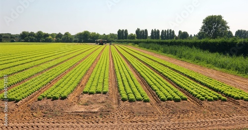 Intensive cultivation in plain of fresh lettuce on fertile sandy soil for efficient drainage and to prevent harmful waterlogging