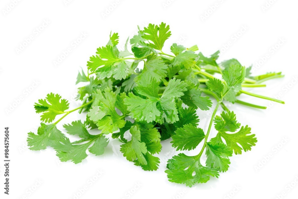 Fresh cilantro leaves on a clean white background, ideal for food and culinary themed projects Fresh cilantro leaves on a clean white background, ideal for food and culinary themed projects
