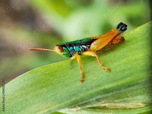 Wallpaper Mural grasshopper on a leaf Torontodigital.ca