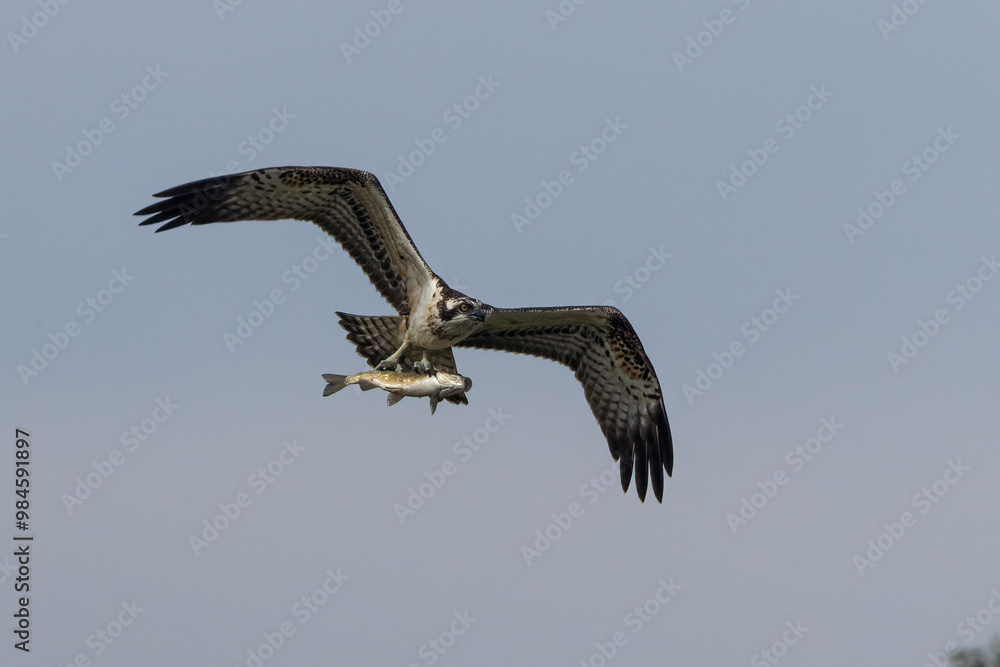 Fototapeta premium Falco pescatore con preda