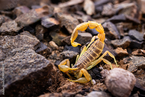 yellow venomous scorpio on the rocks detail