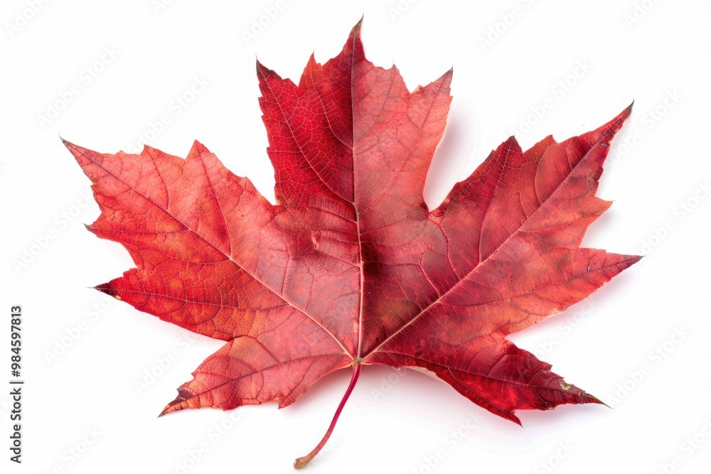 A single red autumn leaf sitting on a white surface
