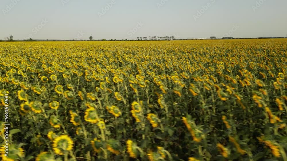Flyover high angle shot of sunflower plantation field. Sunflowers tired after a day of following the sun. Drone footage of rows of plants in rural farmland. yellow and green until the horizon.
Flyover high angle shot of sunflower plantation field. Sunflowers tired after a day of following the sun. Drone footage of rows of plants in rural farmland. yellow and green until the horizon.