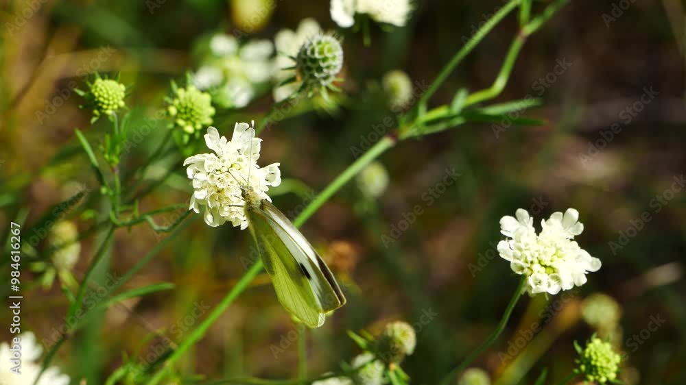 A butterfly and a bumblebee on a white flower eat nectar. A butterfly and a bumblebee on a white flower eat nectar.