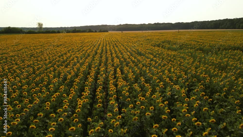 Flyover high angle shot of sunflower plantation field. Sunflowers tired after a day of following the sun. Drone footage of rows of plants in rural farmland. yellow and green until the horizon.
Flyover high angle shot of sunflower plantation field. Sunflowers tired after a day of following the sun. Drone footage of rows of plants in rural farmland. yellow and green until the horizon.