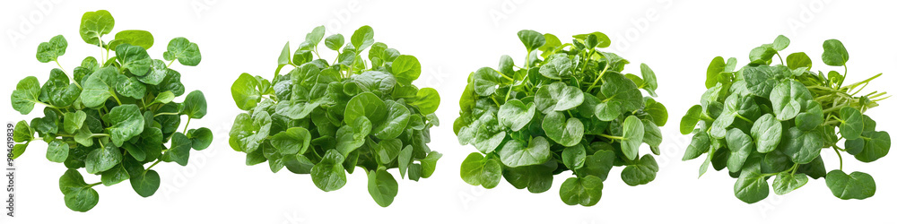 Fototapeta premium Watercress - Peppery and fresh perfect in salads Isolated on Clear White Background Highly Detailed