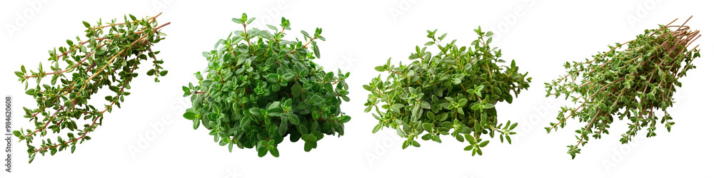 Thyme - Earthy and robust used in a variety of dishes Isolated on Clear White Background Highly Detailed Thyme - Earthy and robust used in a variety of dishes Isolated on Clear White Background Highly Detailed