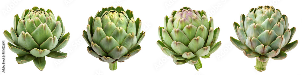 Globe Artichoke - Nutty and tender Isolated on Clear White Background Highly Detailed Globe Artichoke - Nutty and tender Isolated on Clear White Background Highly Detailed