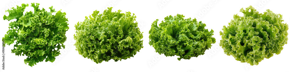 Frisee - Crisp and bitter Isolated on Clear White Background Highly Detailed Frisee - Crisp and bitter Isolated on Clear White Background Highly Detailed