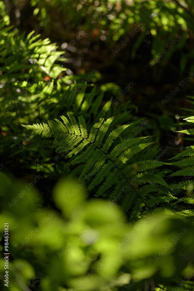 Green ferns in a forest backlit on a sunny day, natural background Green ferns in a forest backlit on a sunny day, natural background
