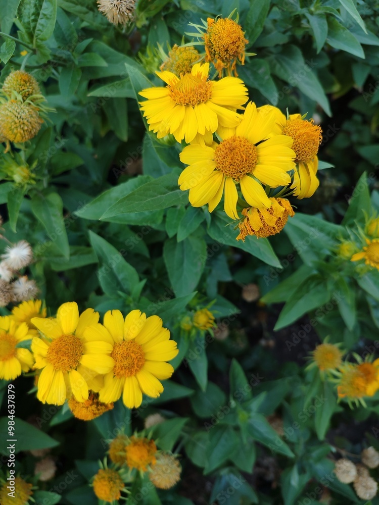 Obraz premium yellow flowers in the garden