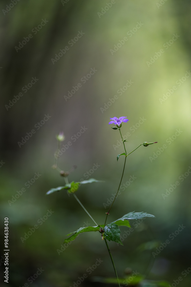 Purple wild flower in the forest with green bokeh background. Purple wild flower in the forest with green bokeh background.