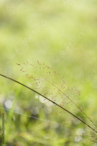 Green grass in a meadow with water droplets on a sunny summer day, natural background with copy space for text photo