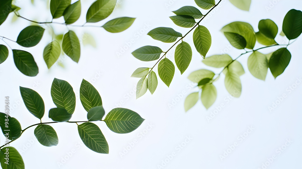 Simple green leaves against a light sky.
Simple green leaves against a light sky.