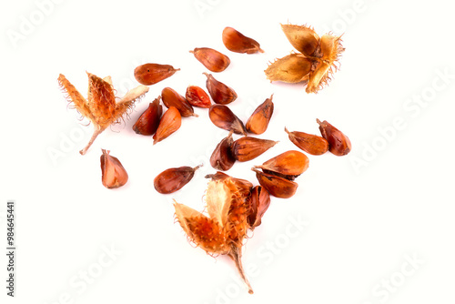 Close-up of a group of three edged beechnuts with their fruit shells lying on a white table photo