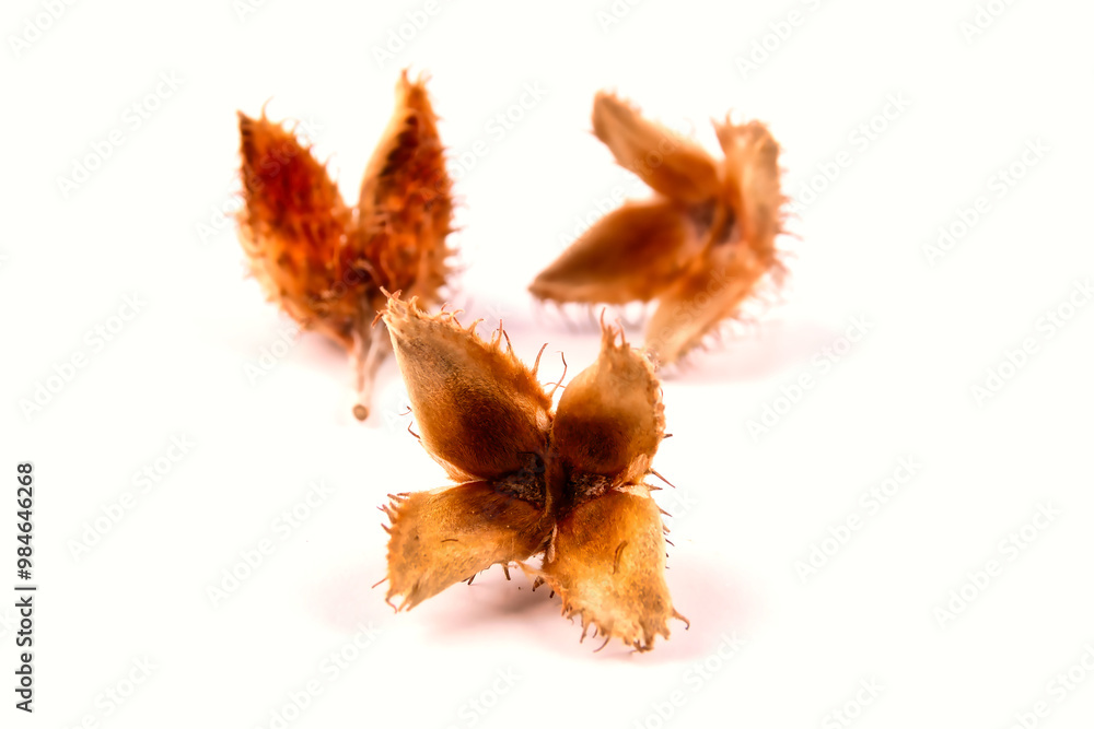 Obraz premium Close-up of a group of three edged beechnuts with their fruit shells lying on a white table