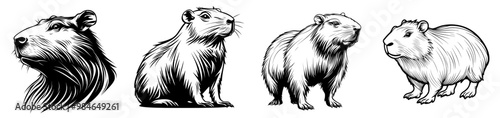 A black and white illustration of a capybara, an animal logo with a rodent animal theme