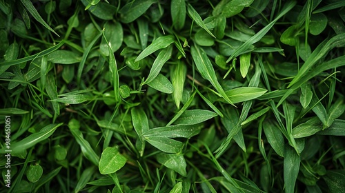 Lush Green Grass Blades and Leaves Close-Up