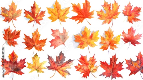 Vibrant Autumn Maple Leaves Watercolor Artworks on White Background