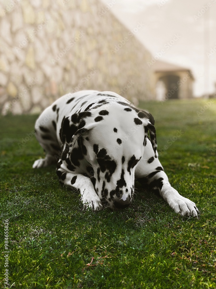 Dalmatian on the grass