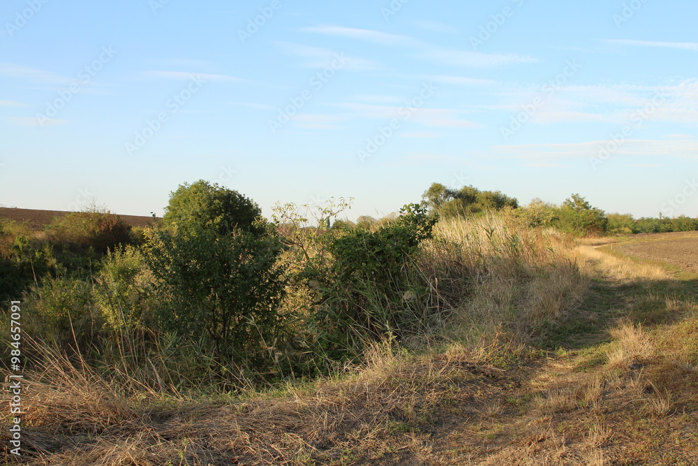 A grassy field with trees A grassy field with trees