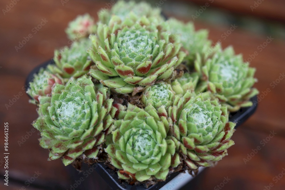 Sempervivum Silken Threads Rojnik Sempervivum Silken Threads Rojnik