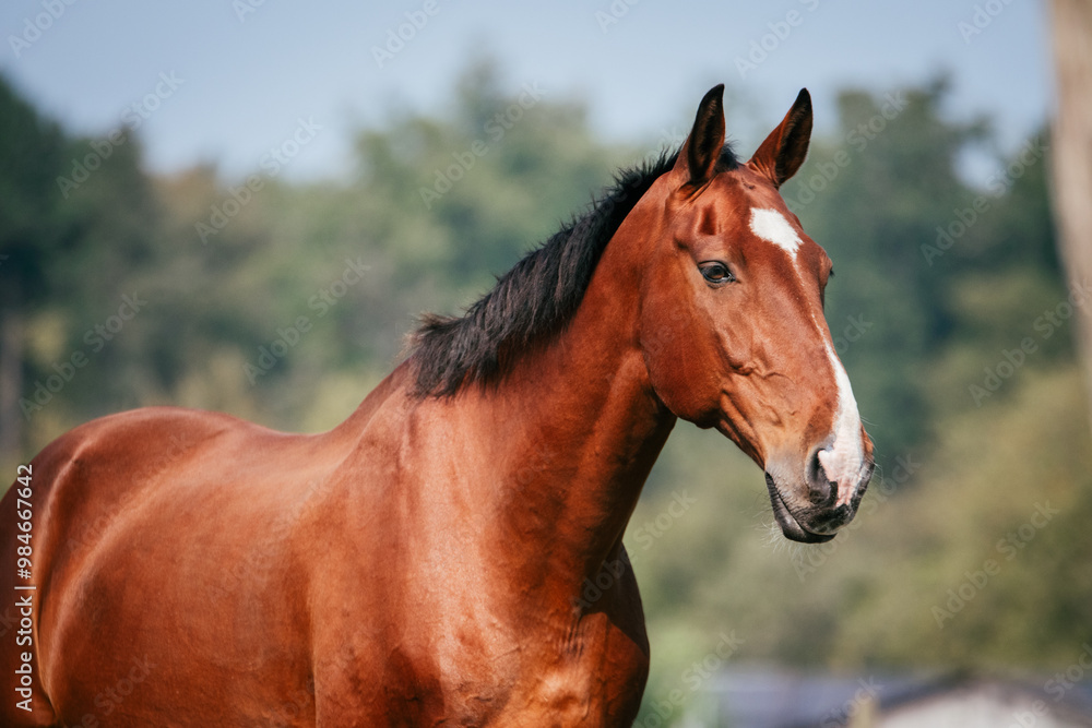 23-year-old KWPN gelding with shiny coat during summer looking curious 23-year-old KWPN gelding with shiny coat during summer looking curious
