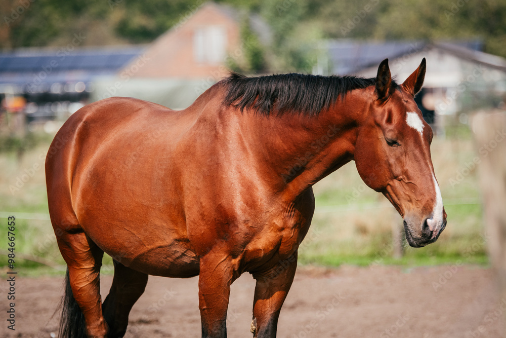 Fototapeta premium Sleepy bay KWPN horse with healthy shiny coat and full belly