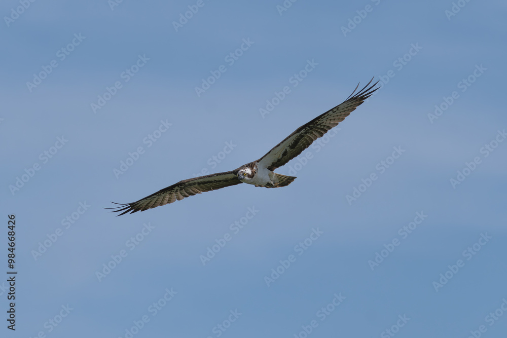 Osprey - Pandion haliaetus also called sea hawk, river hawk, and fish hawk with spred wings in flight with blue sky in background. Photo from nearby Mragowo in Mazuria in Poland. Osprey - Pandion haliaetus also called sea hawk, river hawk, and fish hawk with spred wings in flight with blue sky in background. Photo from nearby Mragowo in Mazuria in Poland.