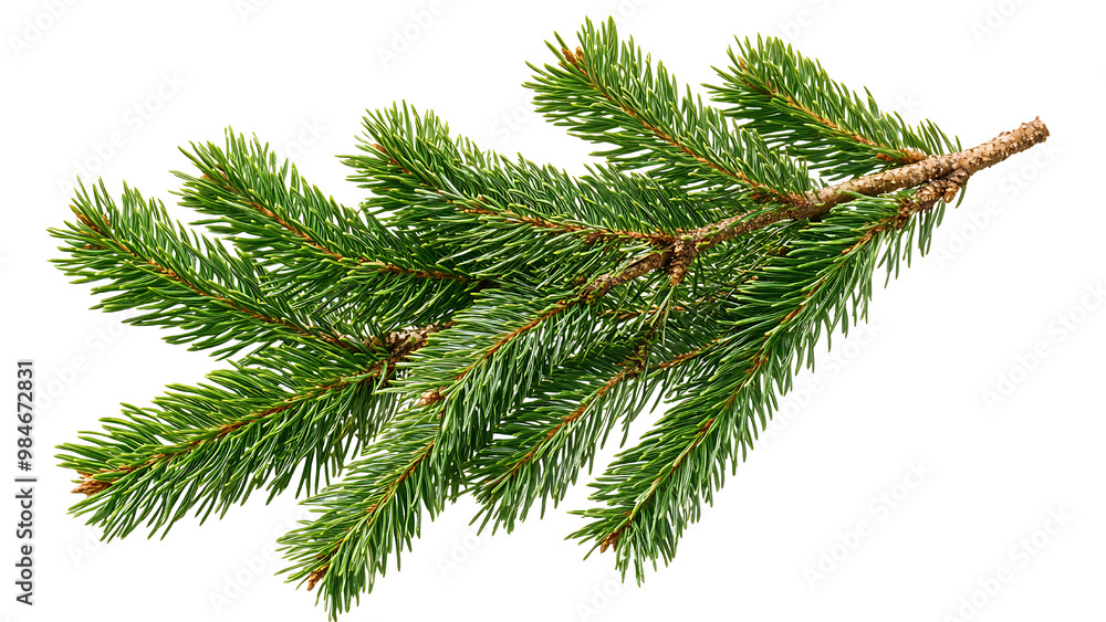 Fir tree branches isolated on transparant background. Fir tree branches isolated on transparant background.