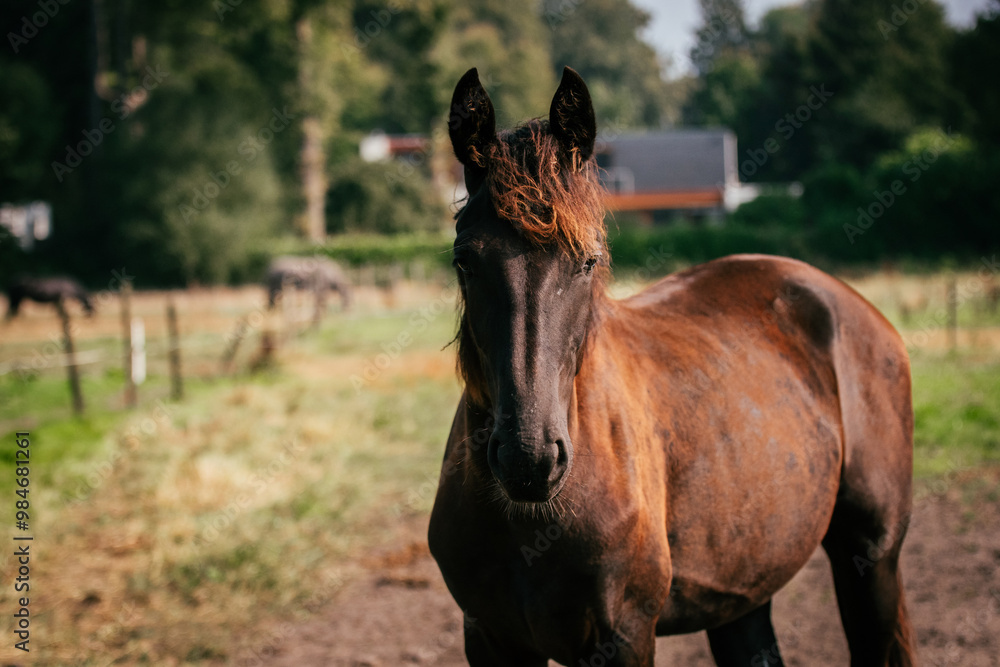 Young black mare with scruffy, uneven coat in pasture Young black mare with scruffy, uneven coat in pasture