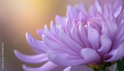 Vibrant close-up of a purple chrysanthemum flower in full bloom with delicate petals against a soft, dreamy background