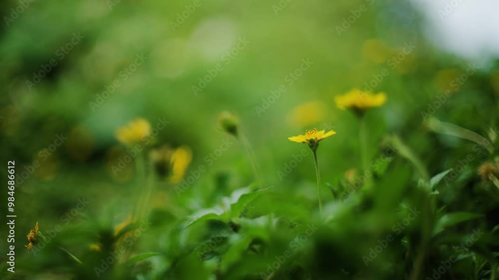 Yellow Flower Concept: nature, flowers, spring, biology, fauna, environment, ecosystem Yellow Flower Concept: nature, flowers, spring, biology, fauna, environment, ecosystem