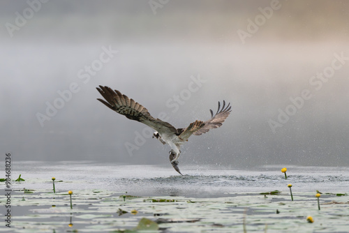 Fototapeta Naklejka Na Ścianę i Meble -  Osprey - Pandion haliaetus also called sea hawk, river hawk, and fish hawk with spread wings in flight with fish in claws over foggy lake. Photo from nearby Mragowo in Mazuria in Poland.