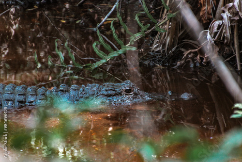 Everglades Crocodile