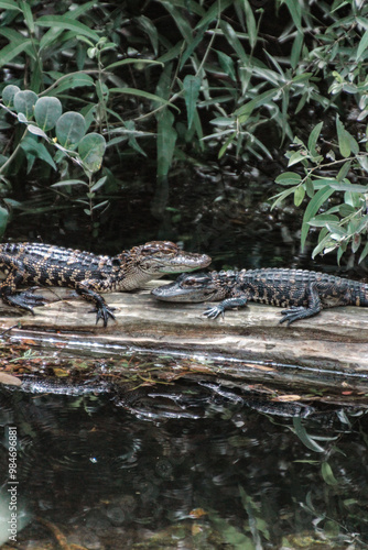 Everglades Crocodile Babies