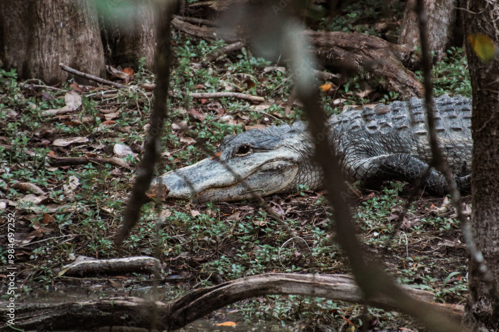 Obraz premium Everglades Crocodile