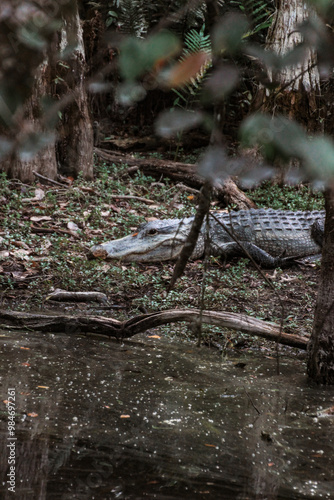 Everglades Crocodile